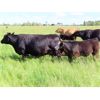 Image 8 : Rocky Meadows Ranch - 700# Steer Calves - 85 Head (Welwyn, SK)