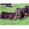 Image 9 : Rocky Meadows Ranch - 700# Steer Calves - 85 Head (Welwyn, SK)