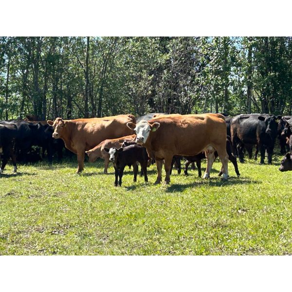 J Lazy A Ranch - 35 Red/RBF Angus X Pairs (Hythe, AB)