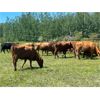 Image 4 : J Lazy A Ranch - 35 Red/RBF Angus X Pairs (Hythe, AB)