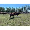 Image 6 : J Lazy A Ranch - 35 Red/RBF Angus X Pairs (Hythe, AB)