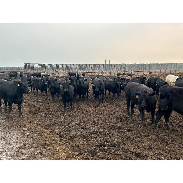 6U Cattle Company - 1000# Steers - 65 Head (Manning, AB)