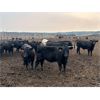 Image 2 : 6U Cattle Company - 1000# Steers - 65 Head (Manning, AB)