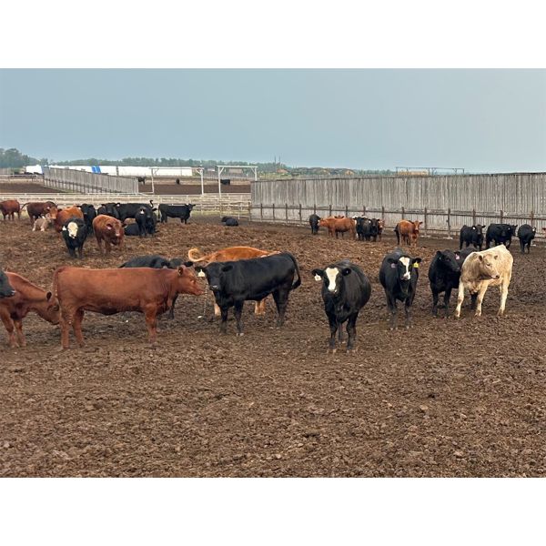 6U Cattle Company - 800# Heifers - 78 Head (Manning, AB)