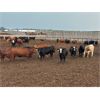 Image 1 : 6U Cattle Company - 800# Heifers - 78 Head (Manning, AB)