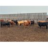 Image 2 : 6U Cattle Company - 800# Heifers - 78 Head (Manning, AB)