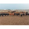 Image 3 : 6U Cattle Company - 800# Heifers - 78 Head (Manning, AB)