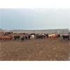 Image 4 : 6U Cattle Company - 800# Heifers - 78 Head (Manning, AB)