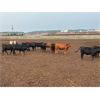 Image 5 : 6U Cattle Company - 800# Heifers - 78 Head (Manning, AB)