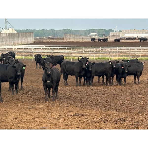 6U Cattle Company - 760# Heifers - 80 Head (Manning, AB)