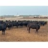 Image 3 : 6U Cattle Company - 760# Heifers - 80 Head (Manning, AB)