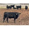 Image 5 : 6U Cattle Company - 760# Heifers - 80 Head (Manning, AB)