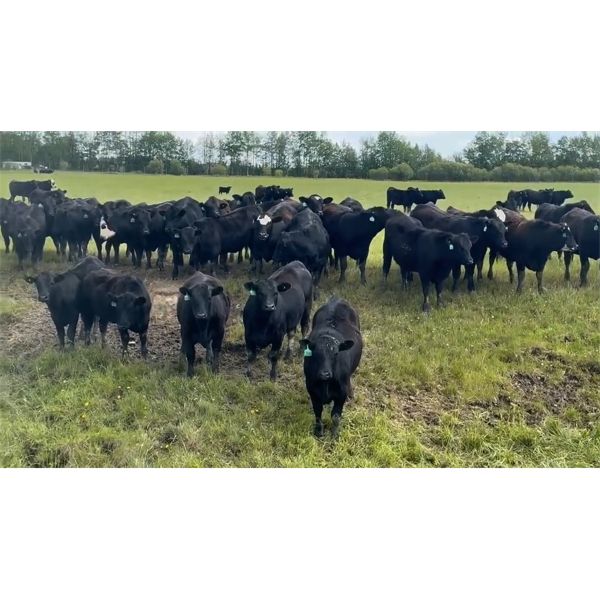 Cunningham Cattle Co. - 1000# September Grass Heifers - 215 Head (Buck Lake, AB)