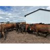 Image 10 : Keen's Grain & Livestock Ltd. - 1000# Steers - 60 Head (Marquette, MB)