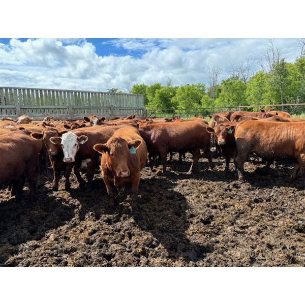 Keen's Grain & Livestock Ltd. - 1000# Steers - 60 Head (Marquette, MB)