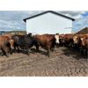 Image 9 : Keen's Grain & Livestock Ltd. - 1000# Steers - 60 Head (Marquette, MB)