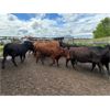 Image 16 : Keen's Grain & Livestock Ltd. - 900# Heifers - 67 Head (Marquette, MB)