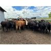 Image 2 : Keen's Grain & Livestock Ltd. - 900# Heifers - 67 Head (Marquette, MB)