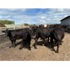 Image 3 : Keen's Grain & Livestock Ltd. - 900# Heifers - 67 Head (Marquette, MB)