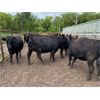 Image 5 : Keen's Grain & Livestock Ltd. - 900# Heifers - 67 Head (Marquette, MB)