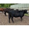 Image 6 : Keen's Grain & Livestock Ltd. - 900# Heifers - 67 Head (Marquette, MB)