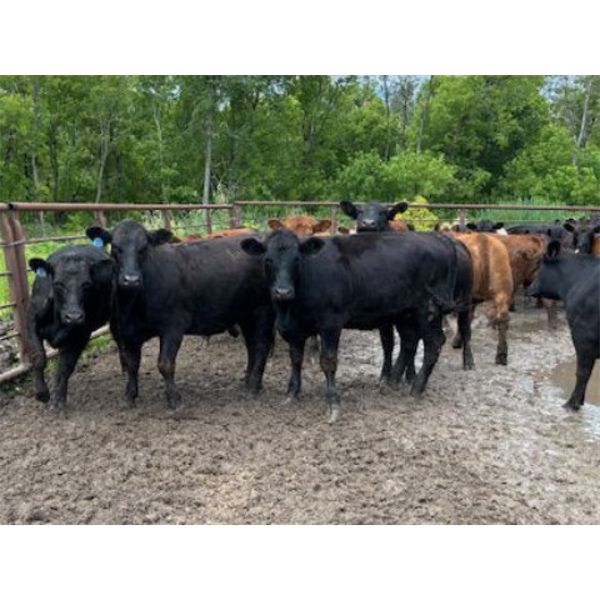 Keen's Grain & Livestock Ltd. - 900# Heifers - 67 Head (Marquette, MB)