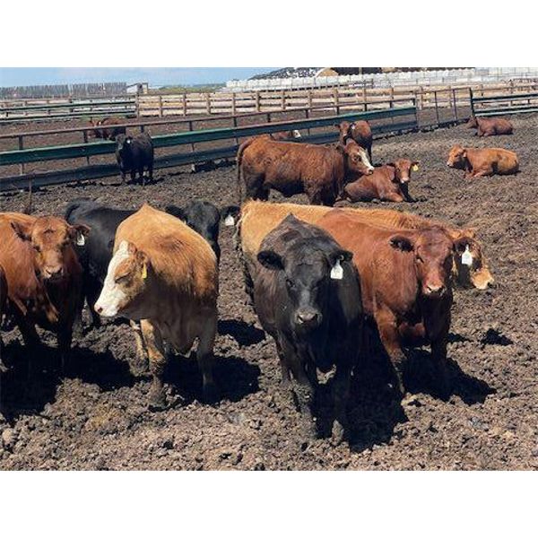 Aart Beekman - 985# Heifers - 385 Head (Readymade, AB)