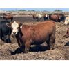 Image 3 : Aart Beekman - 985# Heifers - 385 Head (Readymade, AB)