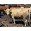 Image 4 : Aart Beekman - 985# Heifers - 385 Head (Readymade, AB)