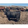 Image 5 : Aart Beekman - 985# Heifers - 385 Head (Readymade, AB)