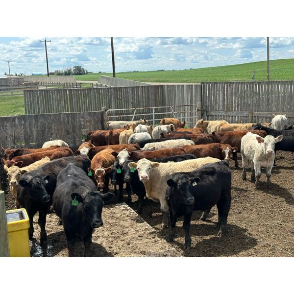 Ken Dunsbergen - 583# Steers - 56 Head (Picture Butte, AB)