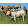 Image 10 : W&R Feeders - 1085# July Grass Heifers - 500 Head (Indian Head, SK) 