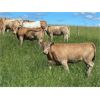 Image 11 : W&R Feeders - 1085# July Grass Heifers - 500 Head (Indian Head, SK) 