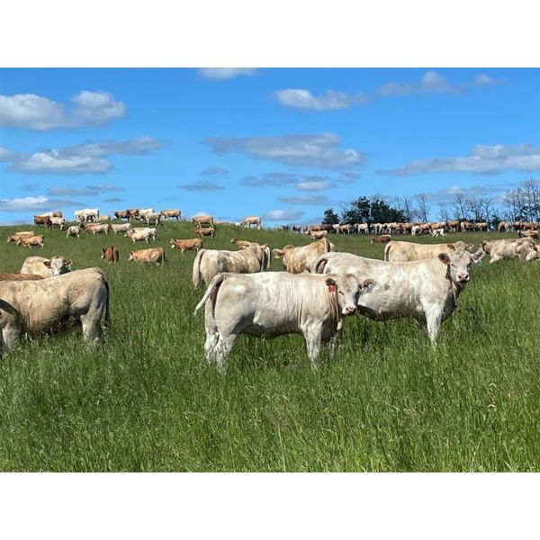 W&R Feeders - 1085# July Grass Heifers - 500 Head (Indian Head, SK) 