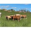 Image 2 : W&R Feeders - 1085# July Grass Heifers - 500 Head (Indian Head, SK) 