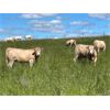 Image 5 : W&R Feeders - 1085# July Grass Heifers - 500 Head (Indian Head, SK) 