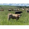 Image 9 : W&R Feeders - 1085# July Grass Heifers - 500 Head (Indian Head, SK) 