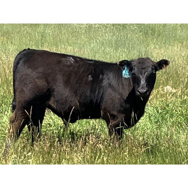 Jumbo Valley Colony - 720# Steer Calves - 255 Head (Granum, AB)