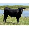 Image 3 : Jumbo Valley Colony - 720# Steer Calves - 255 Head (Granum, AB)