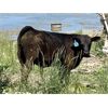 Image 5 : Jumbo Valley Colony - 720# Steer Calves - 255 Head (Granum, AB)