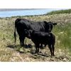 Image 6 : Jumbo Valley Colony - 720# Steer Calves - 255 Head (Granum, AB)