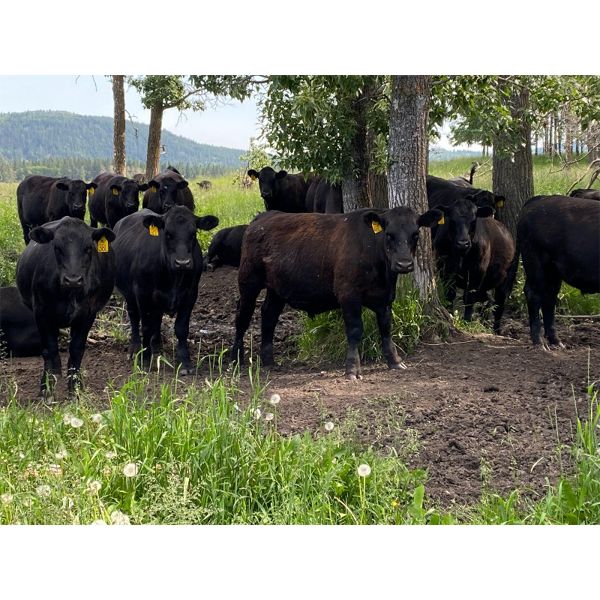 RL7 Ranches - 950# July Grass Steers - 40 Head (Turner Valley, AB)
