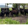 Image 1 : RL7 Ranches - 950# July Grass Steers - 40 Head (Turner Valley, AB)