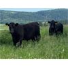 Image 3 : RL7 Ranches - 950# July Grass Steers - 40 Head (Turner Valley, AB)