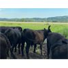 Image 8 : RL7 Ranches - 950# July Grass Steers - 40 Head (Turner Valley, AB)