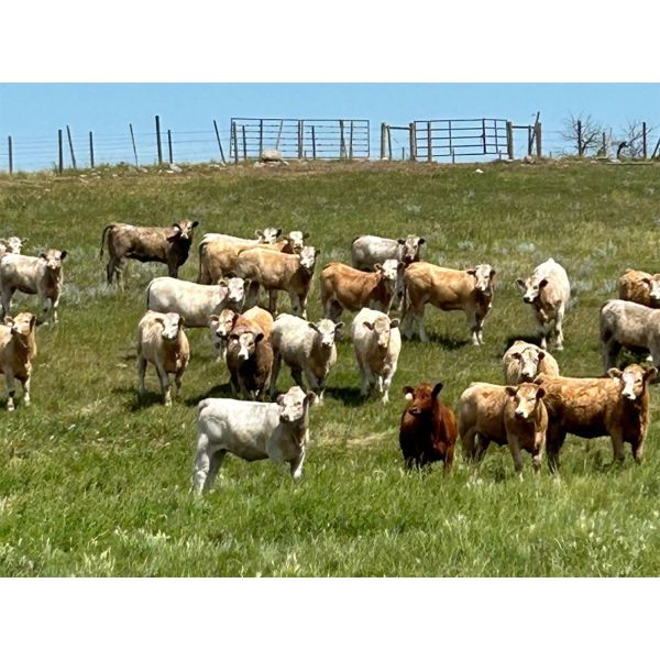 Pleasant View Farms - 1000# September Grass Heifers - 195 Head (Irma, AB)