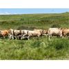 Image 2 : Pleasant View Farms - 1000# September Grass Heifers - 195 Head (Irma, AB)