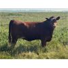 Image 11 : Josh Herauf - 975# September Grass Heifers - 460 Head (Kronau, SK)