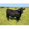 Image 12 : Josh Herauf - 975# September Grass Heifers - 460 Head (Kronau, SK)