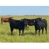 Image 1 : Josh Herauf - 975# September Grass Heifers - 460 Head (Kronau, SK)